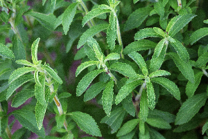 Детскосельская стевия